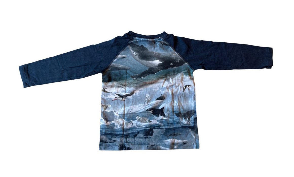 A Blue Long Sleeve Shirts from Molo in size 5T for boy. (Back View)