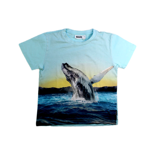 A Blue Short Sleeve T Shirts from Molo in size 7Y for boy. (Front View)