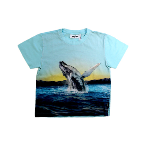 A Blue Short Sleeve T Shirts from Molo in size 5T for boy. (Front View)